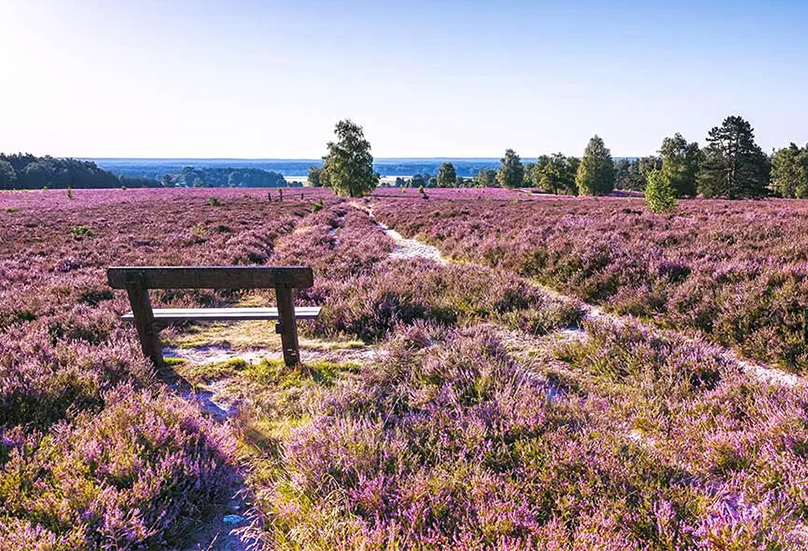 Heideblüte in der Lüneburger Heide