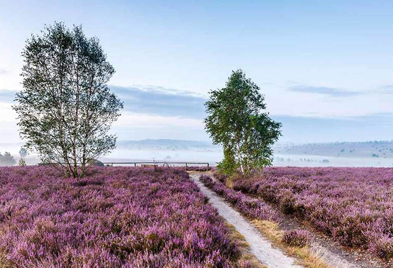 Heideblüte in der Lüneburger Heide