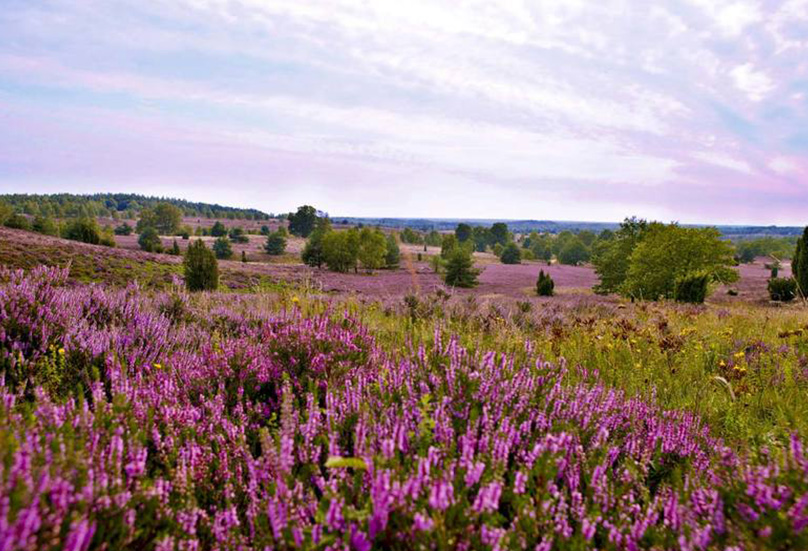 Heideblüte in der Lüneburger Heide